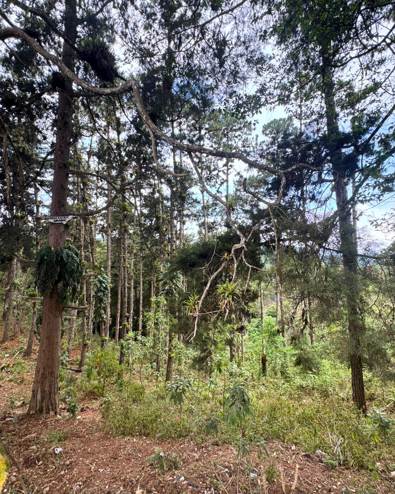 TERRENO EN VENTA, CIENEGA GRANDE — foto 1 de 5