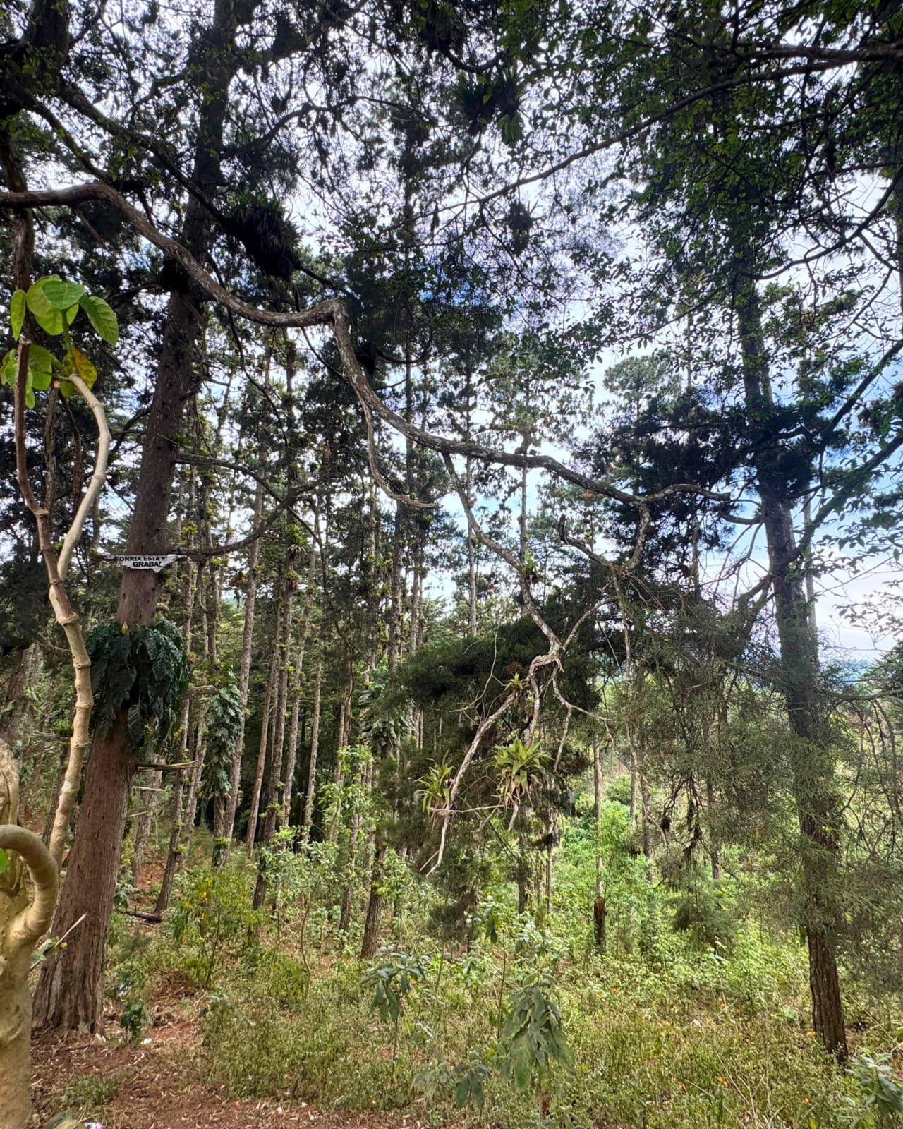 TERRENO EN VENTA, CIENEGA GRANDE — foto 5 de 5