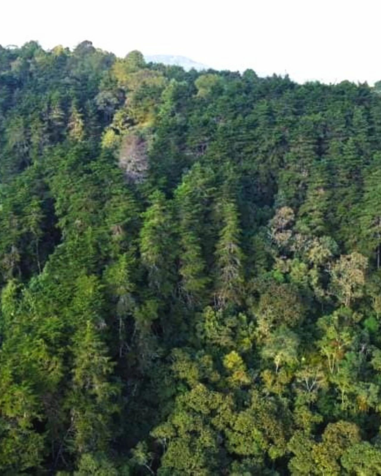 TERRENO EN VENTA EN SAN JOSE PINULA — foto 6 de 6