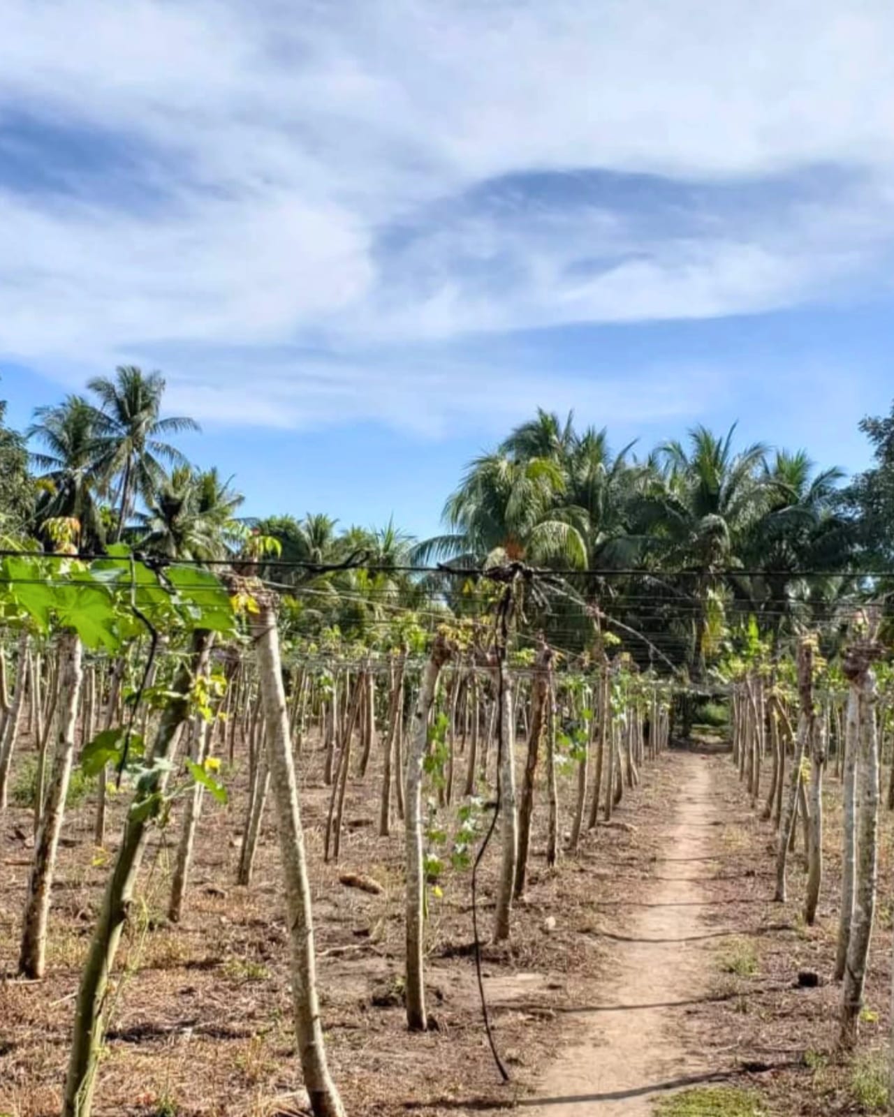TERRENO EN VENTA ESCUINTLA KM 101 — foto 6 de 10