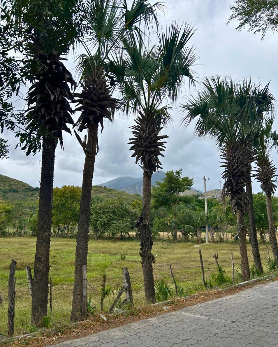 TERRENO EN RENTA TECULUTÁN ZACAPA — foto 2 de 7