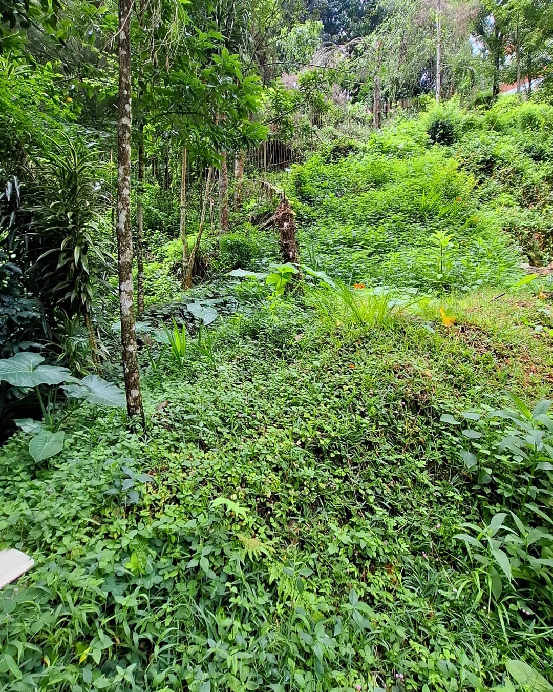 TERRENO EN VENTA EN LA MONTAÑA, ZONA 16 — foto 8 de 11