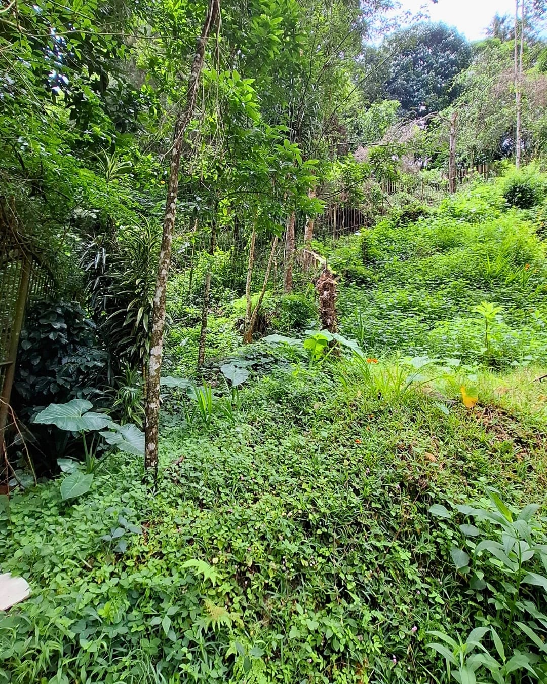 TERRENO EN VENTA EN LA MONTAÑA, ZONA 16 — foto 10 de 11