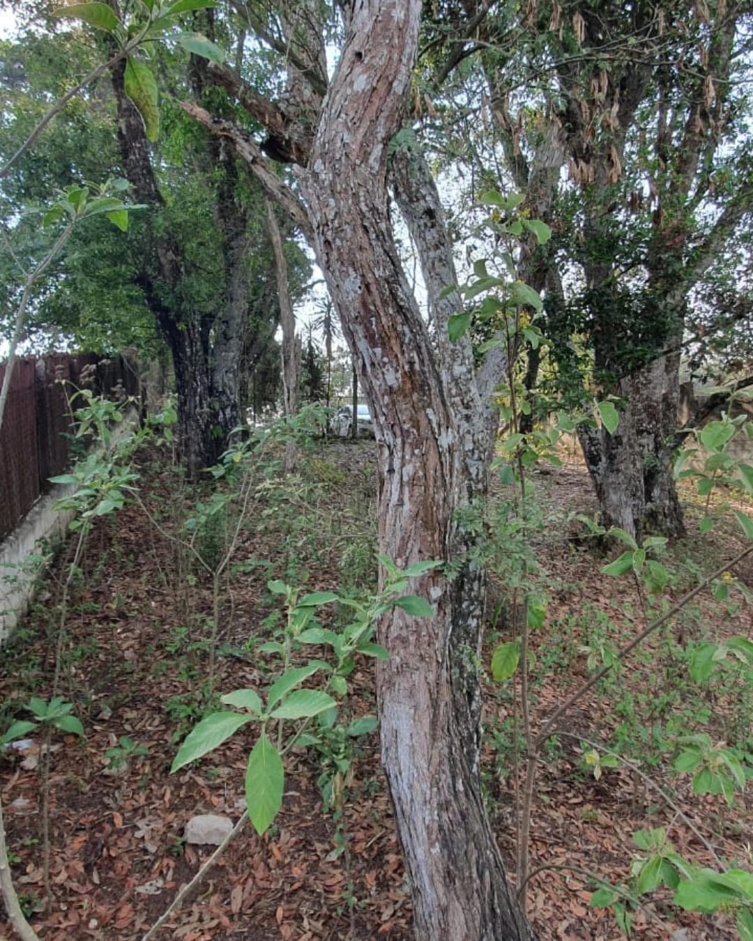 TERRENO EN VENTA ZONA 16, PLANO — foto 2 de 7